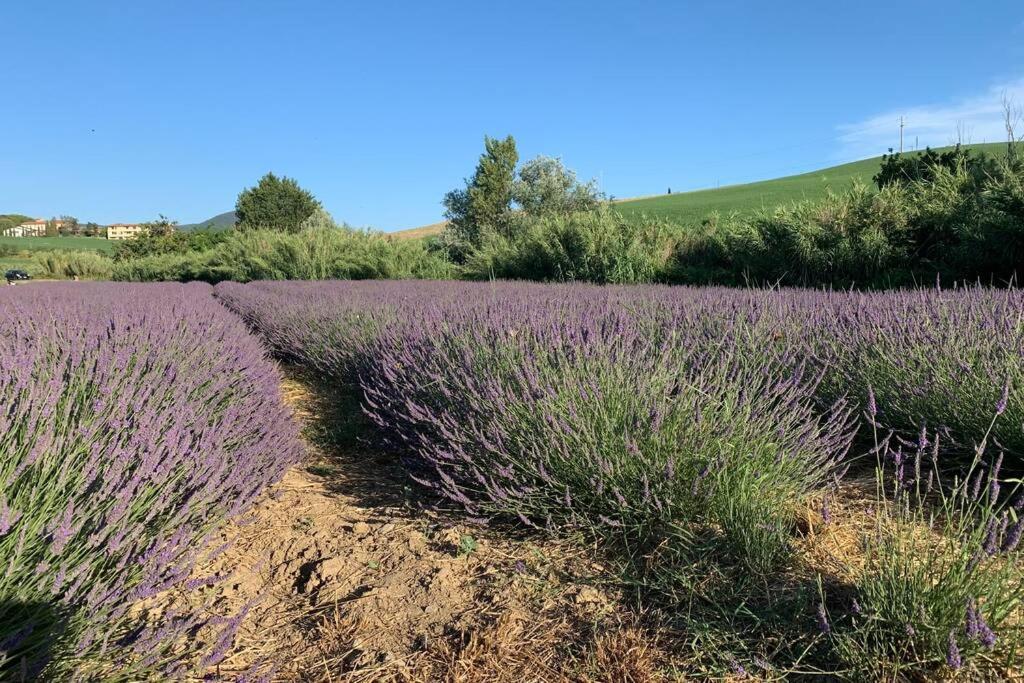Vacanze sulle colline Toscane ad un passo dal mare Orciano Pisano Esterno foto
